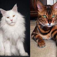 Gatos famosos: conheça os 10 personagens felinos mais icônicos da ficção