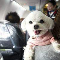 Os únicos animais de assistência emocional aceitos em aviões são cachorros