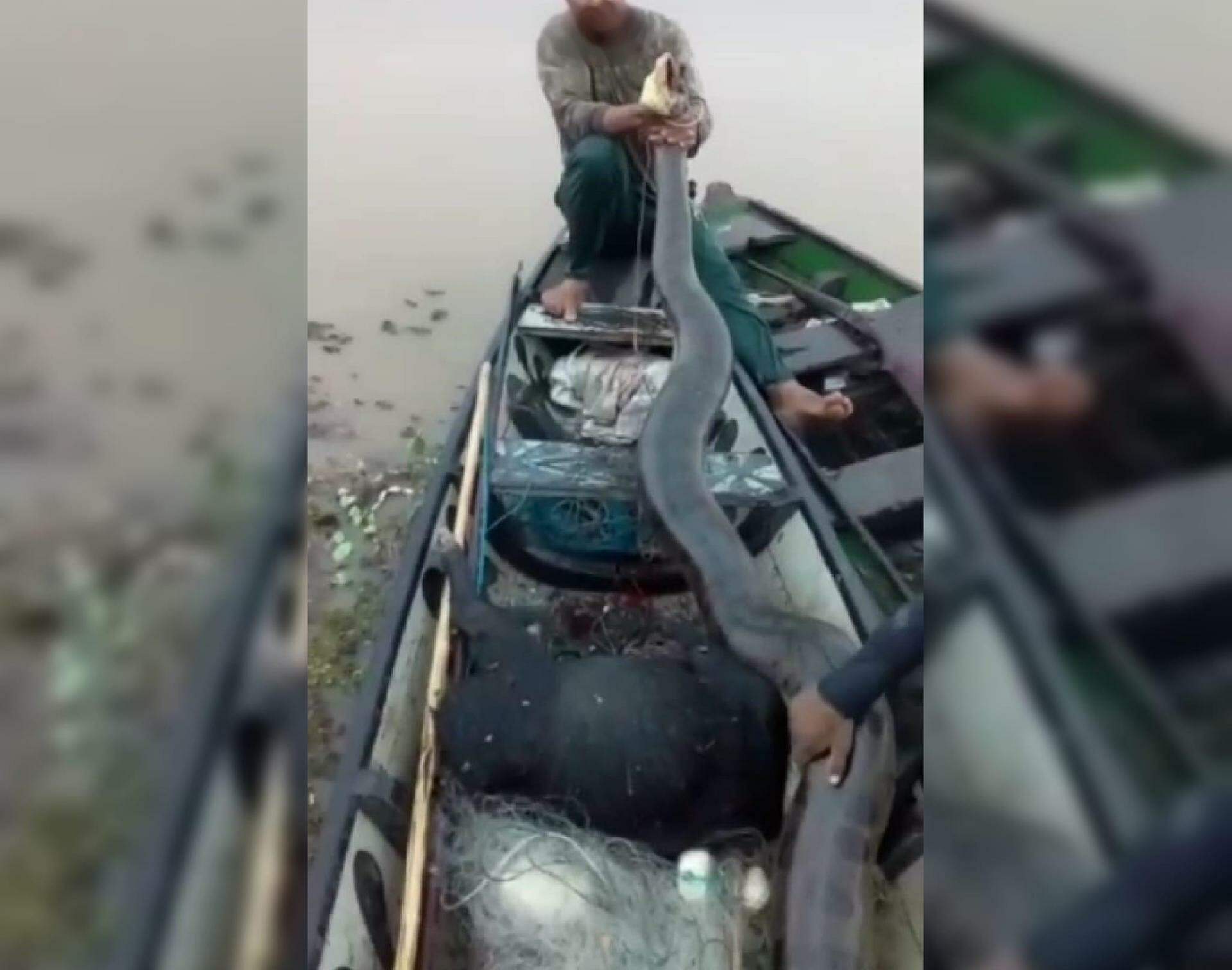 Pescadores matam sucuri a tiros em Cachoeira do Arari