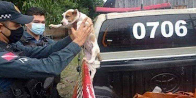 Maus-tratos: cadela é encontrada amarrada em árvore, sem água e comida, no sul do Pará