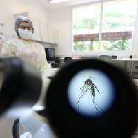 O mosquito Aedes aegypti, vetor da dengue, da zika e da chikungunya
