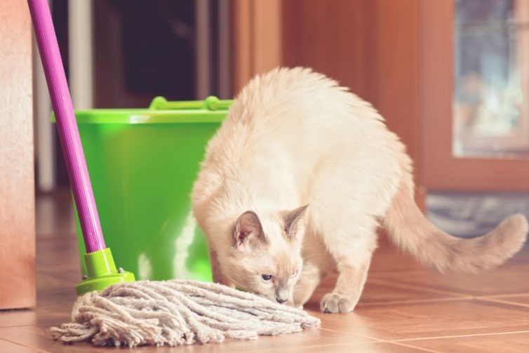 Veja como tirar cheiro de urina e pelos de gato dos móveis da casa | Pet  Liberal | O Liberal