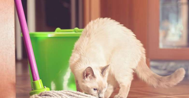 Veja como tirar cheiro de urina e pelos de gato dos móveis da casa | Pet  Liberal | O Liberal