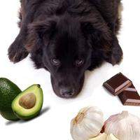 Até em poucas quantidades, alguns alimentos podem ser muito prejudicial para os cães