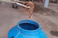 A imagem mostra o resgate de uma cobra