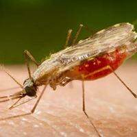 O mosquito transmissor da malária é o Anopheles