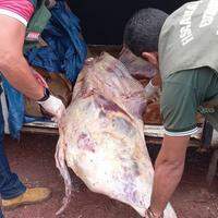 Fiscais da Adepará na apreensão da carne transportados em uma Kombi, sem condições de transportes