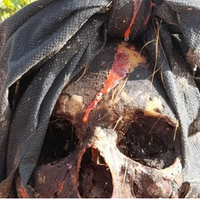 O crânio humano com uma vela vermelha derretida, pano preto e um chumaço de cabelo espantou os moradores no sudoeste do Pará