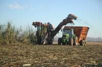 O vice-presidente da Faepa, Fernão Zancaner, destaca que o aumento da produção de cana-de-açúcar no Pará deve impactar na oferta de empregos e no desenvolvimento outras atividades, como a produção de biocombustível