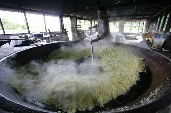 A tradição alimentar da região impulsiona a produção de mandioca no Pará, que é responsável por mais de 20% da safra nacional