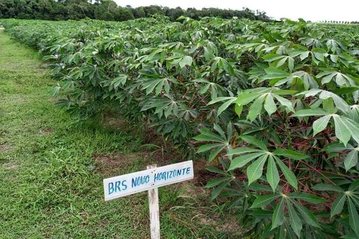 Uma das propostas do Centro de Excelência em Mandioca é facilitar o acesso dos produtores às cultivares mais produtivas e mais resistentes da raiz