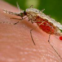 O mosquito vetor da malária, o Anopheles. A região amazônica concentra cerca de 99% dos casos de malária do mundo.
