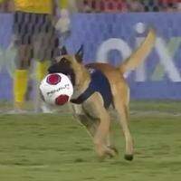Cachorro invade final do Campeonato Pernambucano
