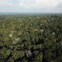 Indústrias incentivam adoção de medidas de rastreabilidade para produção de madeira legal na Amazônia