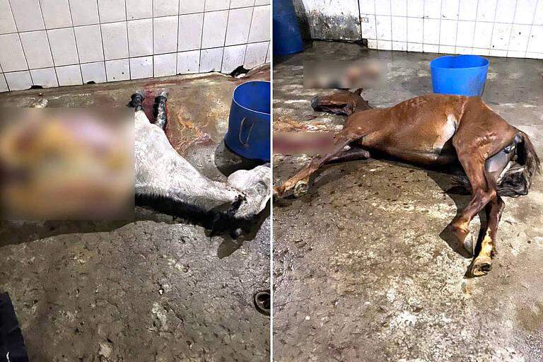 Polícia flagra homens desossando cavalos em abatedouro clandestino