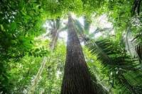 Implementação do Código Florestal é fundamental para a preservação das florestas. Na imagem, uma floresta na bacia do rio Tapajós, no Pará