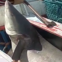 Pescadores disseram que o animal pesou mais de 100 kg e era da espécie tubarão-branco