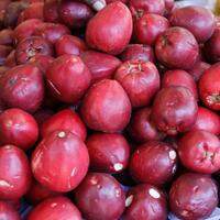 O Jambo tem alta procura durante todo o ano e é considerado uma "fruta da infância"