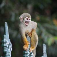 Primata da espécie Saimiri sciureus, conhecido como macaco-de-cheiro