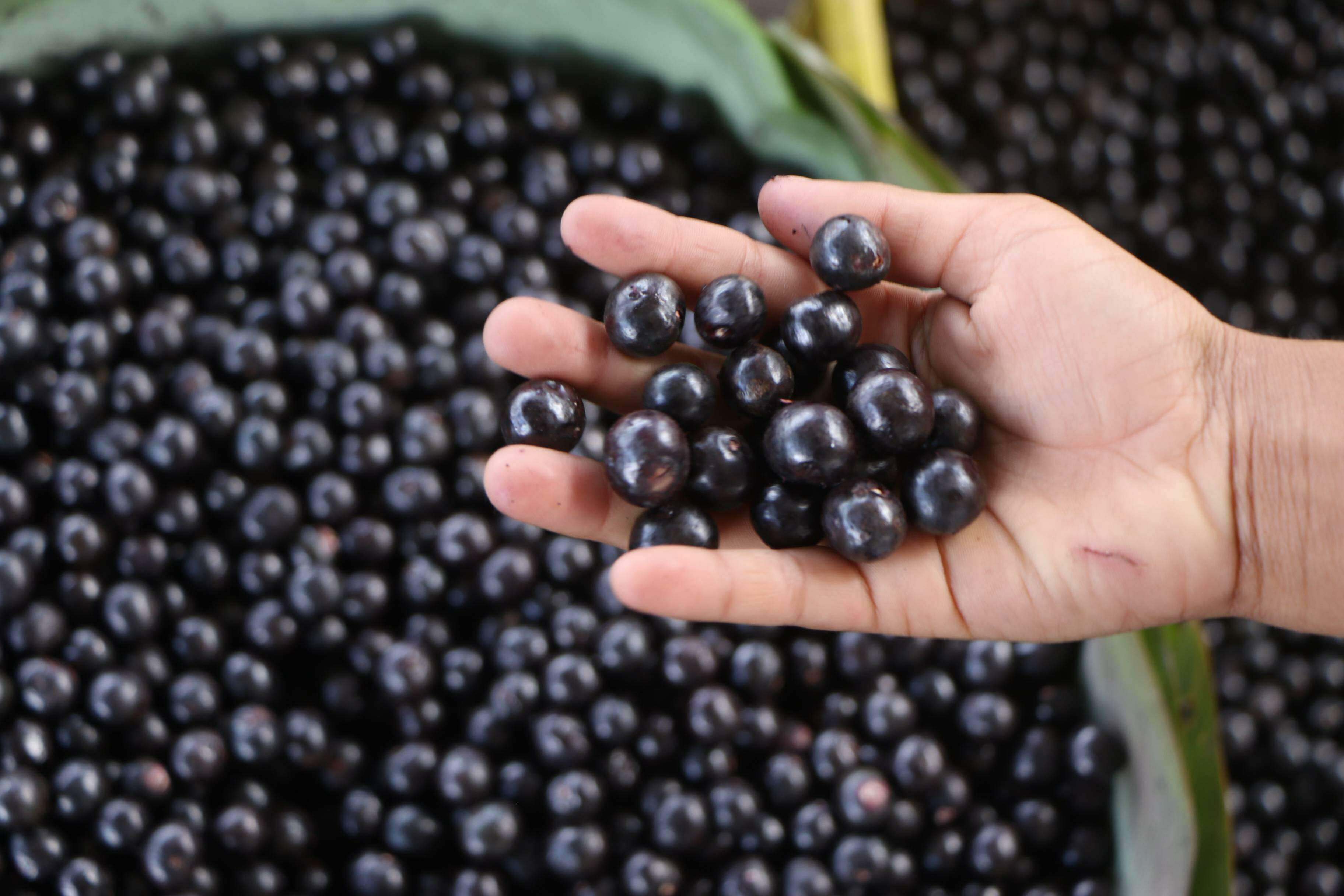 1317992567 Você sabia que dá pra plantar açaí em casa? Veja como fazer passo a passo