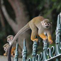 Oito macacos-de-cheiro foram encontrados mortos no Bosque Rodrigues Alves, em Belém. Campanha busca conscientizar sobre alimentação indevida