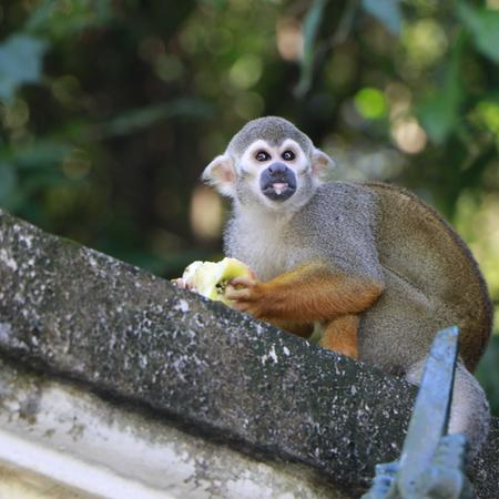 Macacos do Bosque Rodrigues Alves, em Belém, morreram após comerem