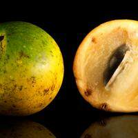O Abiu pode ser encontrado entre os meses de abril a julho. A fruta é mais consumida na forma in natura, mas também pode ser usada como ingrediente para geleias e até bebidas