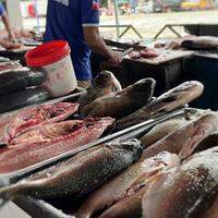 A prefeitura de Monte Alegre recomendou que a população evite a ingestão de peixes das espécies Pirapitanga, Pacu e Tambaqui.