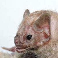 Morcego diagnosticado com raiva não é da espécie que se alimenta de sangue.