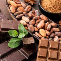 O cacau oferece benefícios para a saúde até mesmo na forma de chocolate amargo