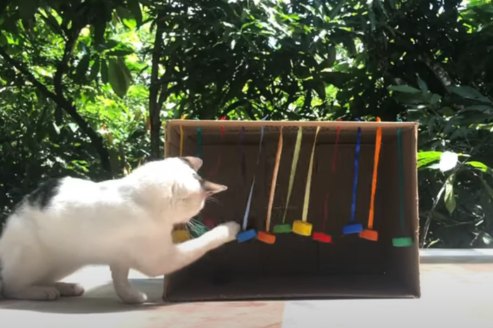 Papel De Parede Pet Animais Gato Cachorro Preto Branco 3m