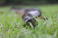 No CAH também é possível encontrar "Bonita", a cobra da novela Pantanal