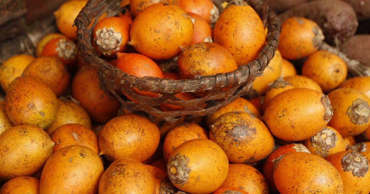 Tucumã: o que é, benefícios e como comer | Receita | O Liberal