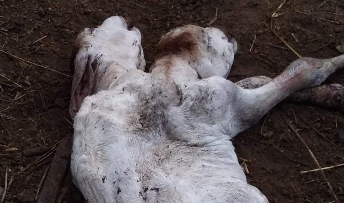 Folha de Naviraí - Vaca nasce com cabeça de cavalo e chama atenção em  fazenda