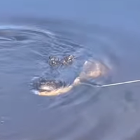 Ao jogar o anzol, uma família dos Estados Unidos puxou um jacaré no lugar de um peixe