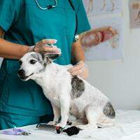 Pets poderão se imunizar