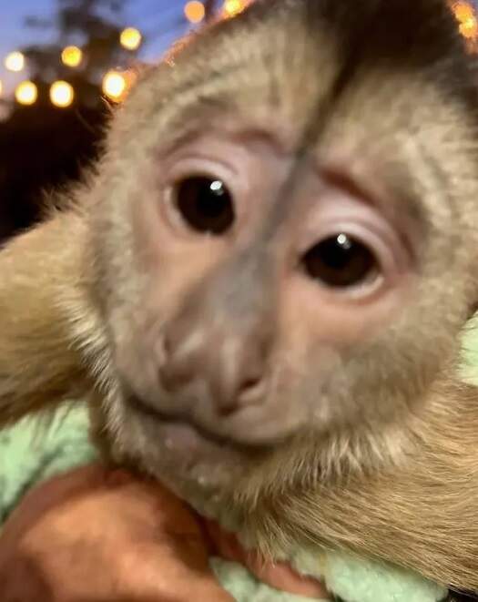 Macaco travesso é suspeito de ligar para a polícia de zoológico | Mundo | O Liberal