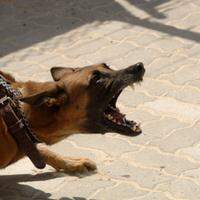 A raiva canina é uma zoonose fatal em quase 100% dos casos. Ela é provocada por um vírus que penetra no corpo através da mordida do animal infectado ou pelas mucosas