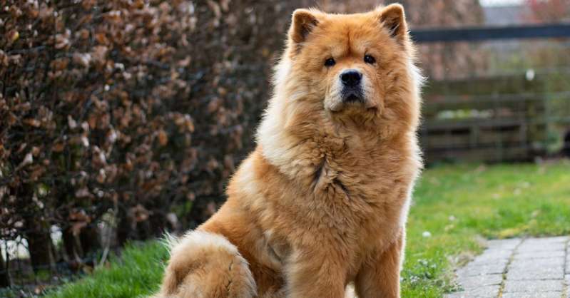 Chow-chow: características, cuidados e curiosidades do cachorro | Pet ...