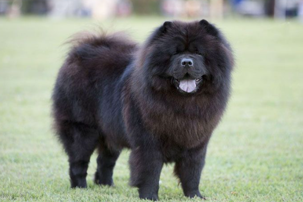 Chow-chow: características, cuidados e curiosidades do cachorro | Pets ...