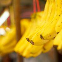 A casca da banana contém boa quantidades de antioxidantes, em especial a dopamina e a galocatequina