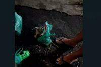 Gatos recém-nascidos abandonados em saco plástico