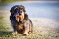 Dachshund (Cão salsicha): características, cuidados e curiosidades do ...