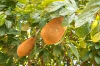 Benefícios: kit de clones da fruta melhora produção e qualidades