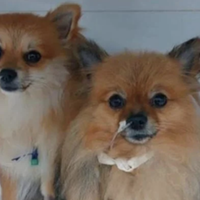 Nove cães morreram após ingerir os petiscos fabricados pela empresa Bassar