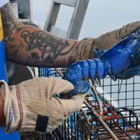 Lagosta azul: crustáceo raro foi capturado nos EUA