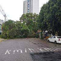 Na municipalidade, trânsito é afetado pela queda da árvore.