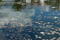 Mortandade de peixes retrata a contaminação dos rios