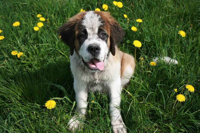 São Bernardo: características, cuidados e curiosidades do cachorro