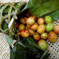 A Mangaba é uma pequena fruta arredondada bastante apreciada nos estados nordestinos e na Região Amazônica
